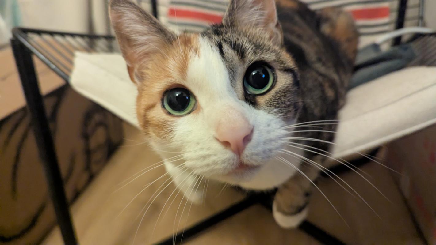 Koos