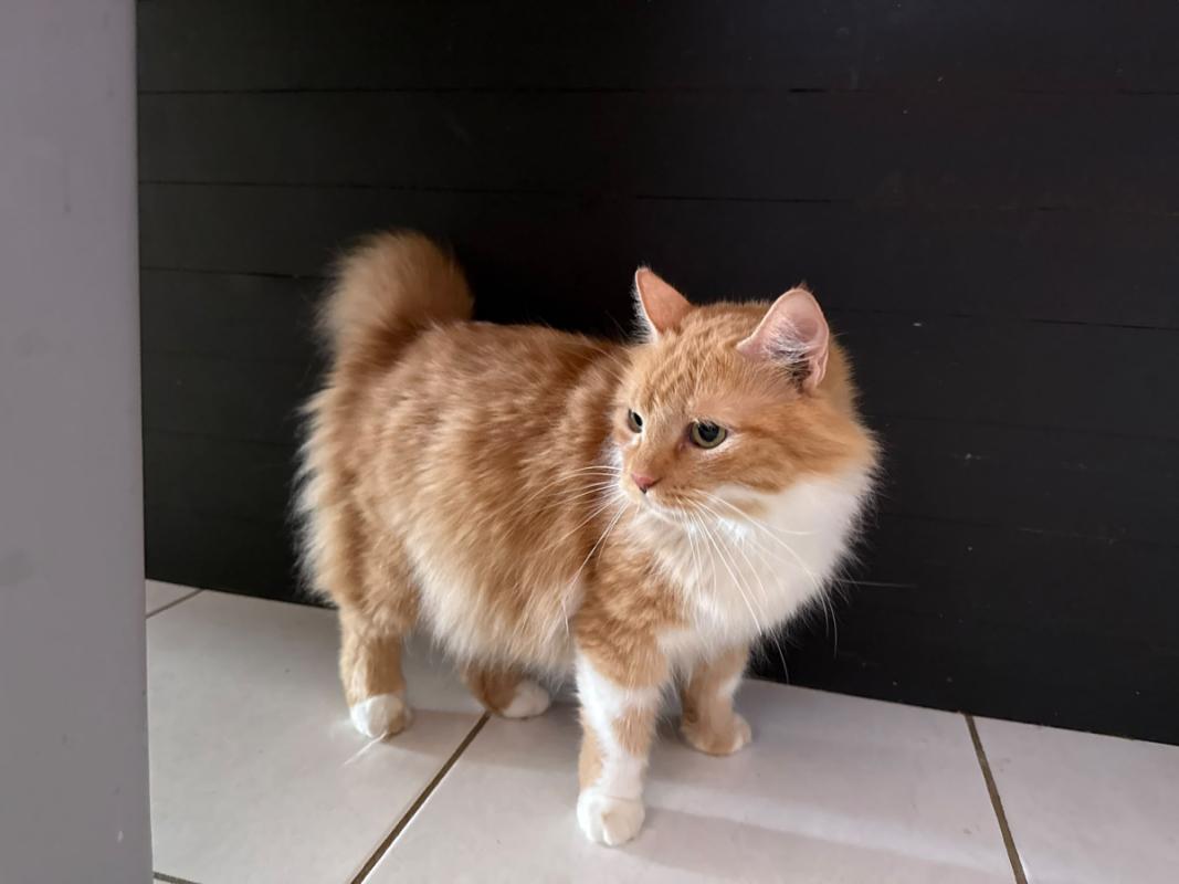 Pompom
