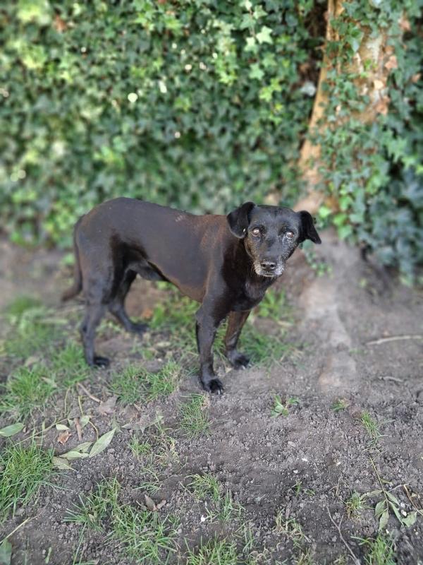 Blacky