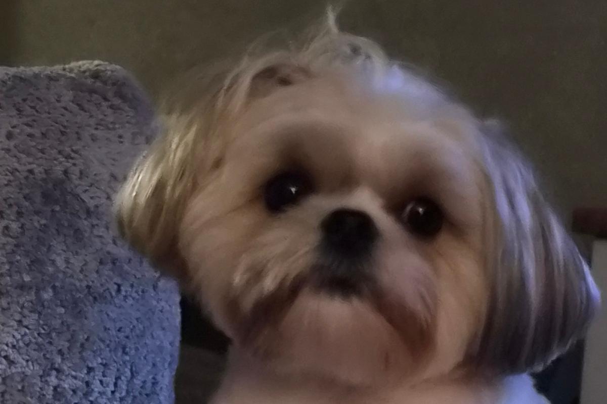 Lola