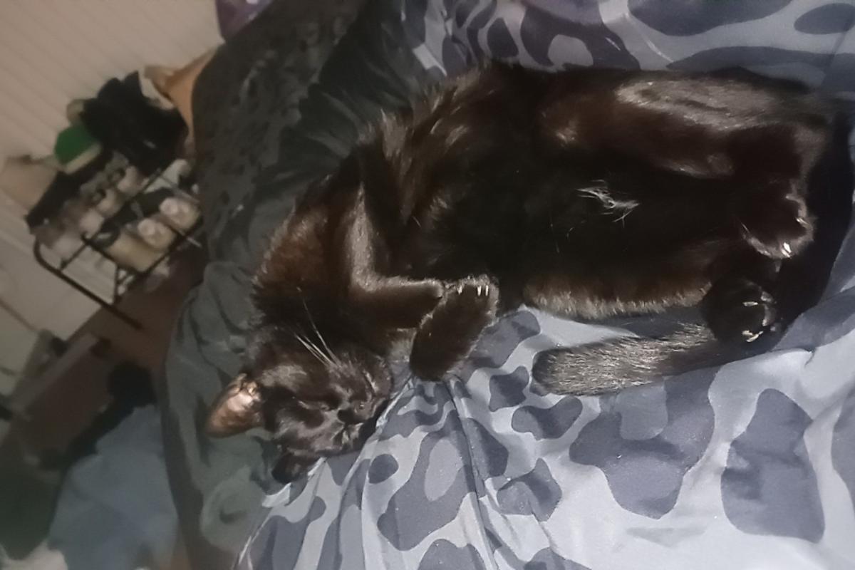 Simba
