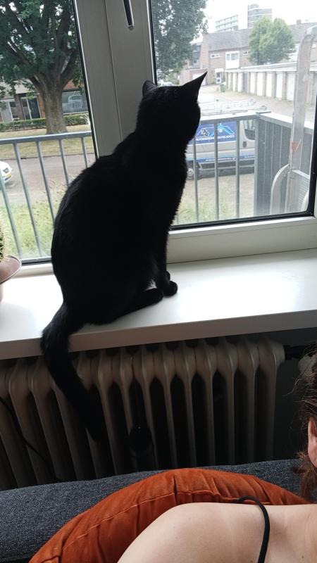Simba