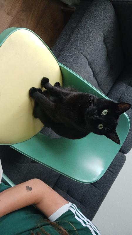 Simba