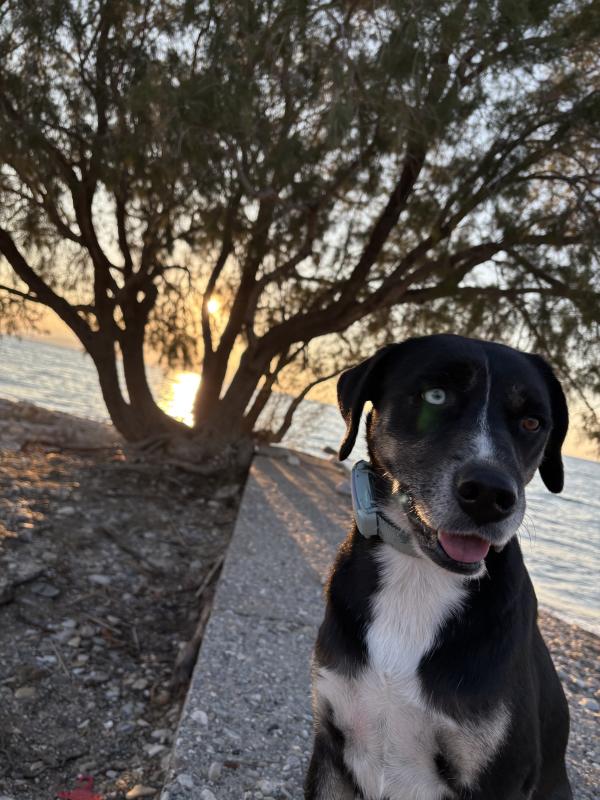 Bowie