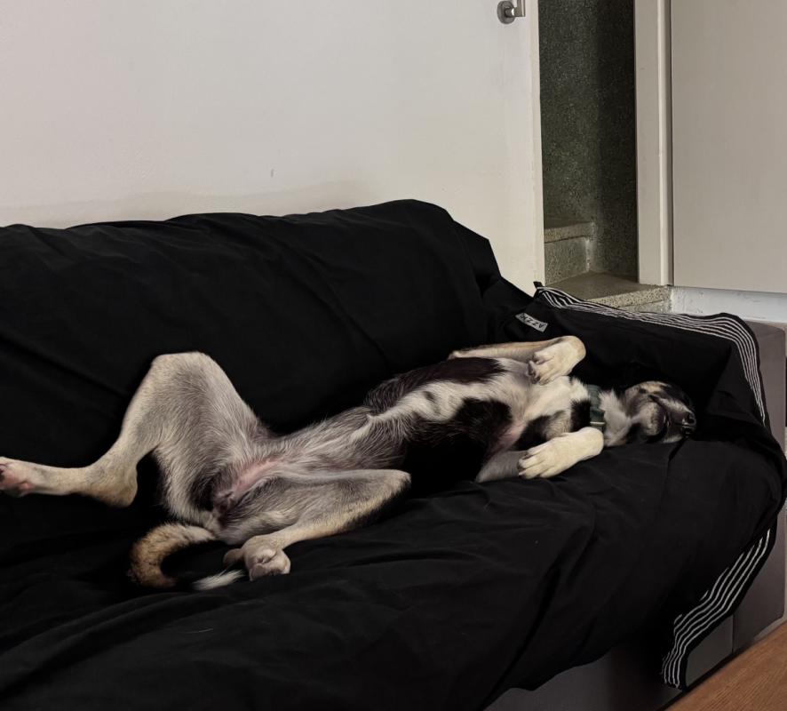 Bowie