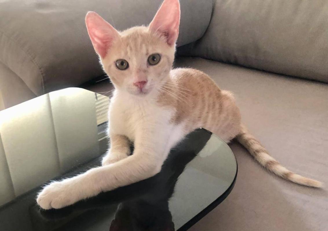 Elvis