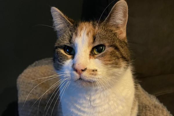 Bibi