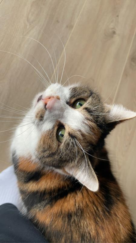 Bibi