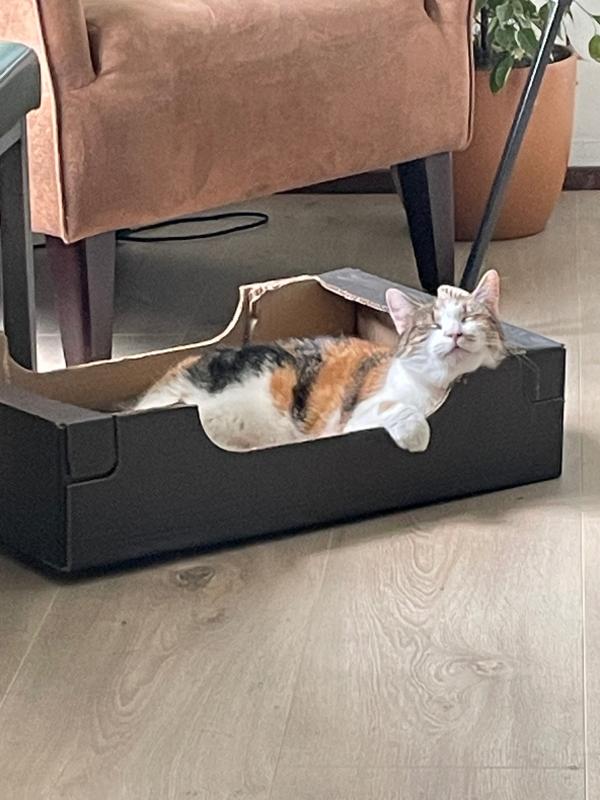 Bibi