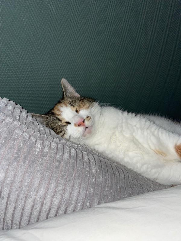 Bibi
