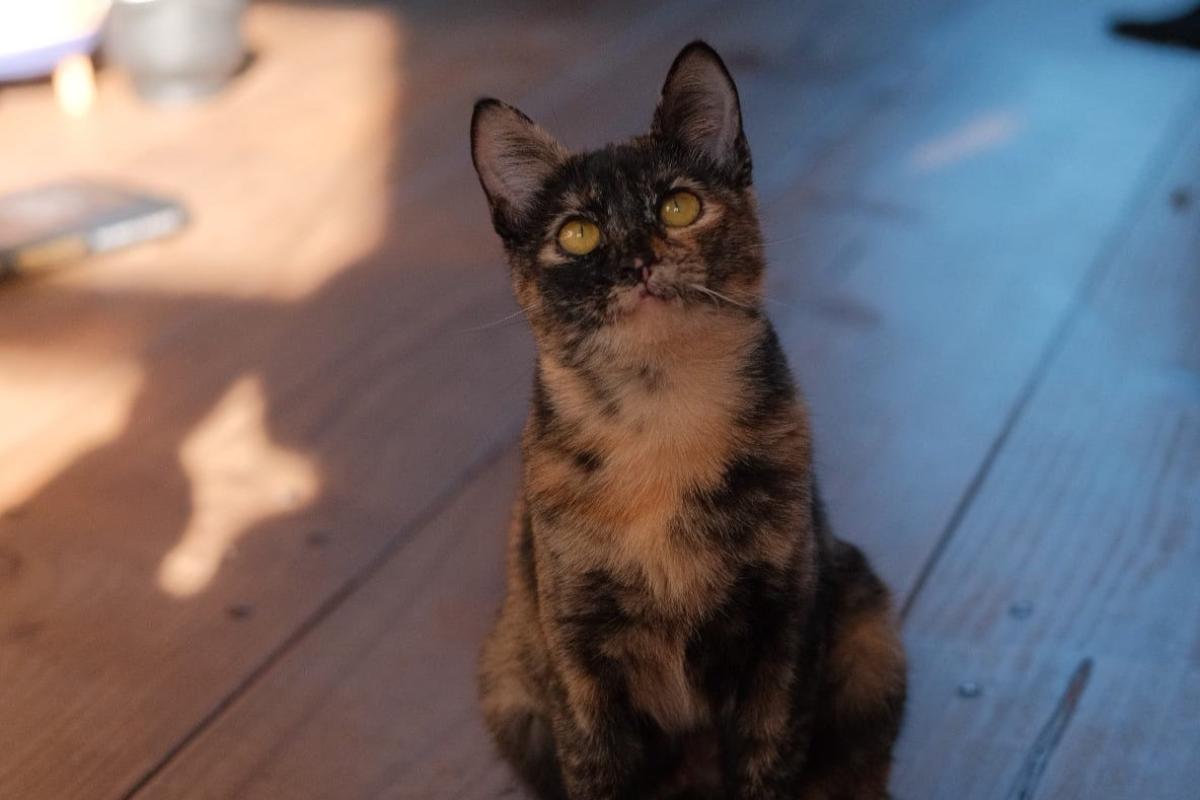 Josie
