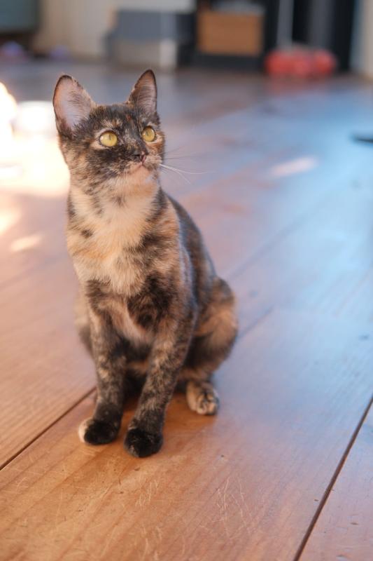 Josie