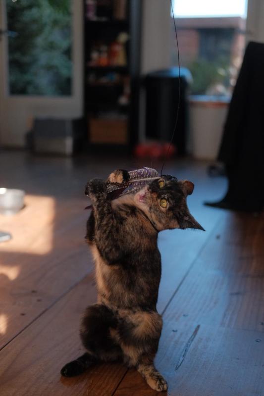 Josie