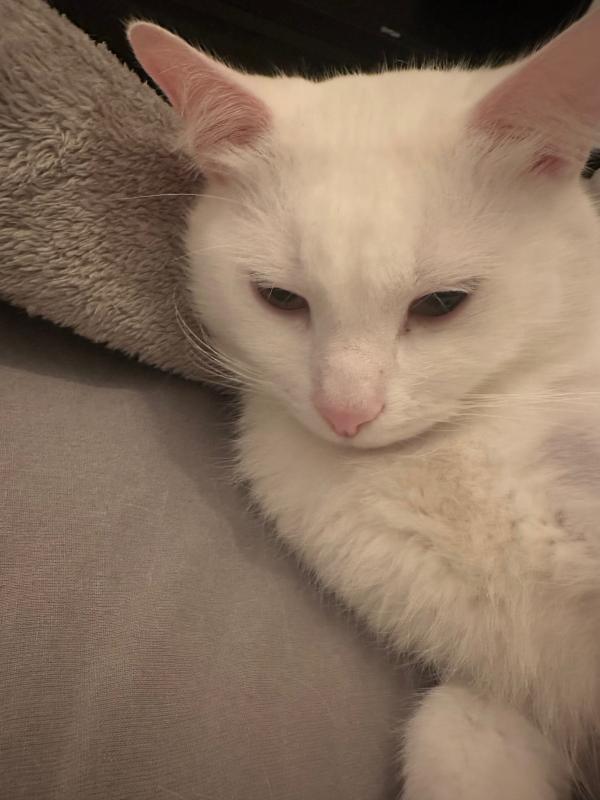 Ayran