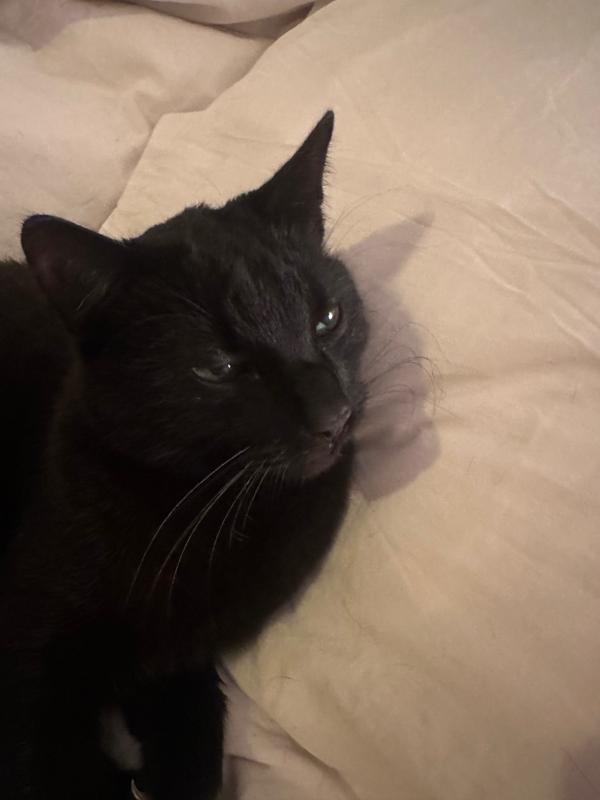 Bobo