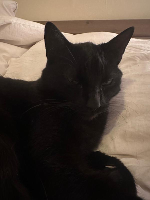 Bobo