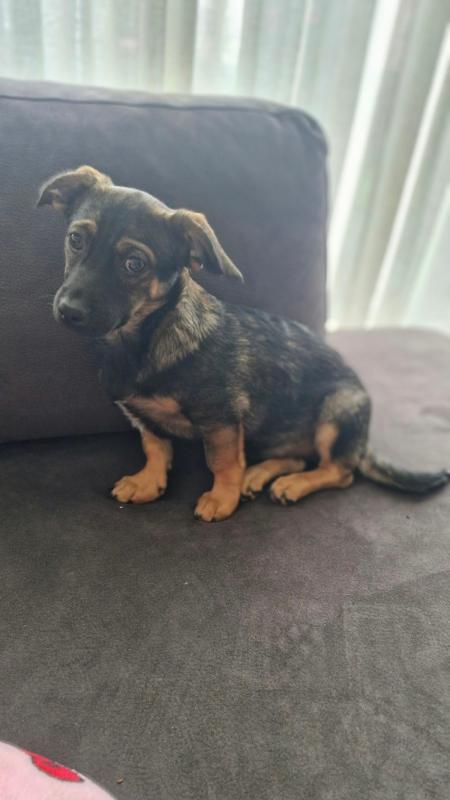 Benji