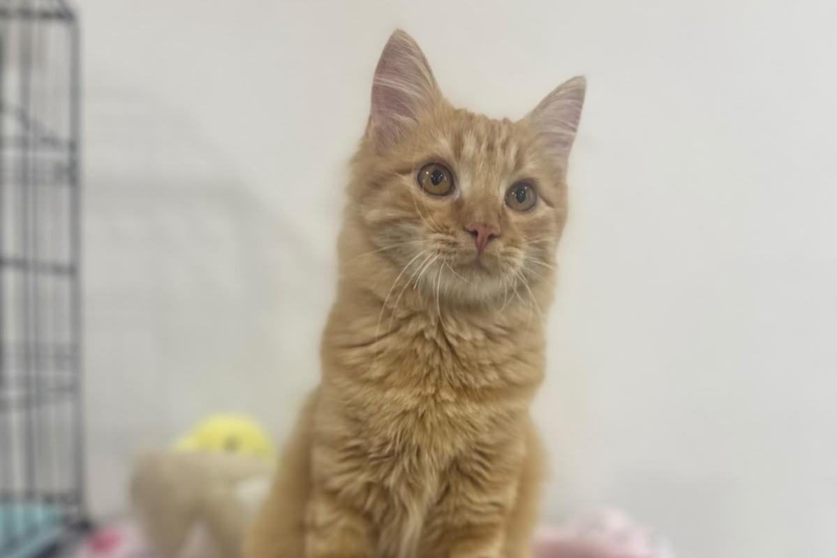 MANGO