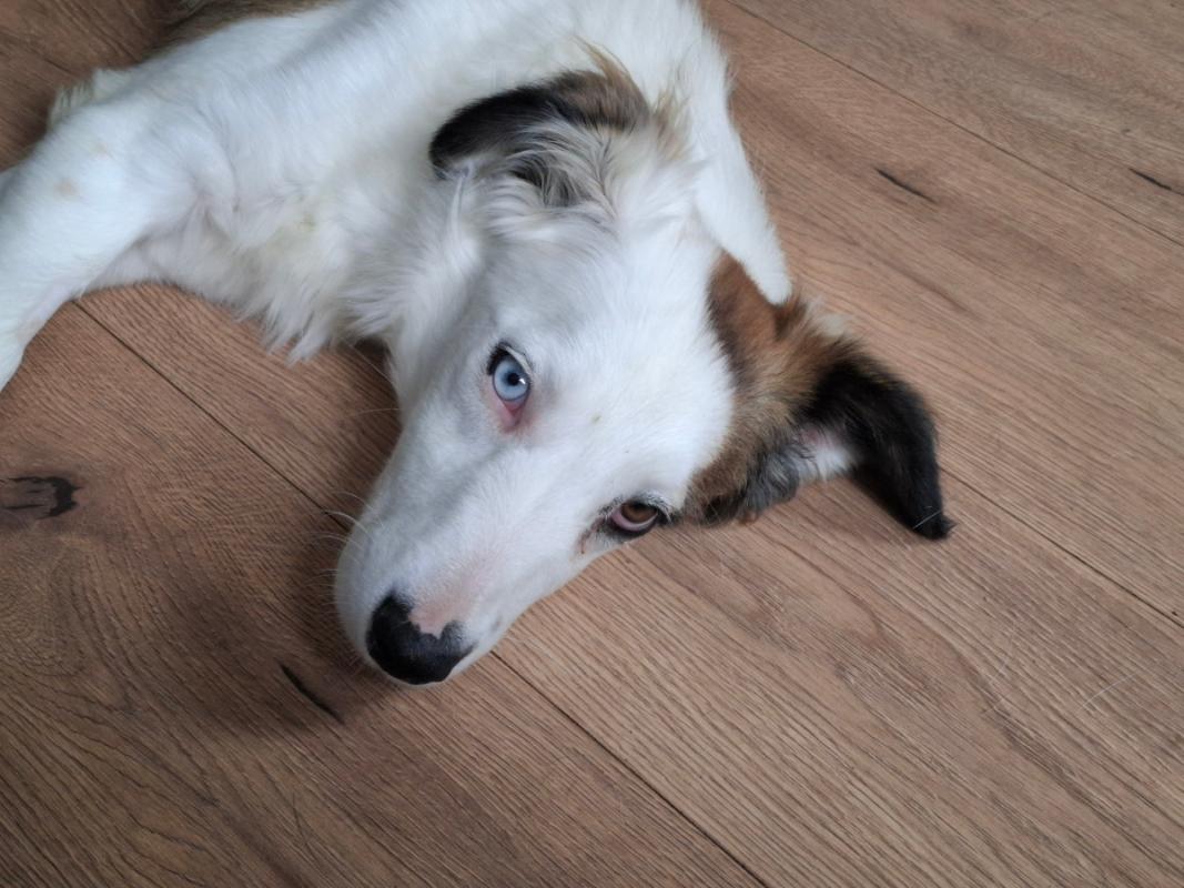 Skye