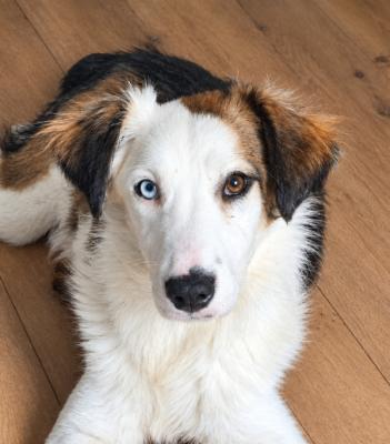 Skye