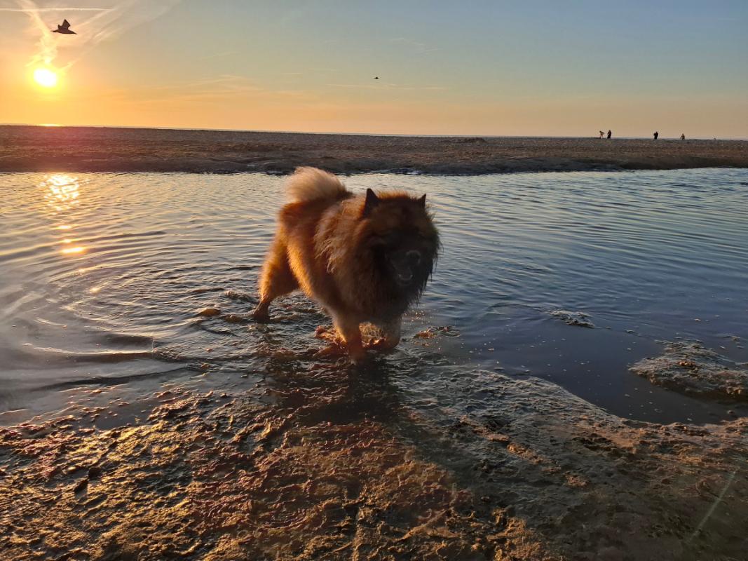 Simba