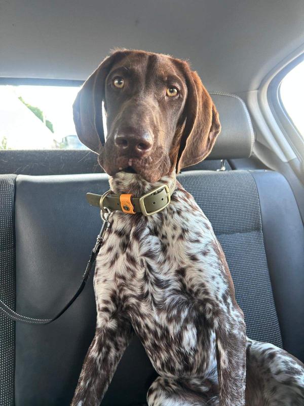 Nacho
