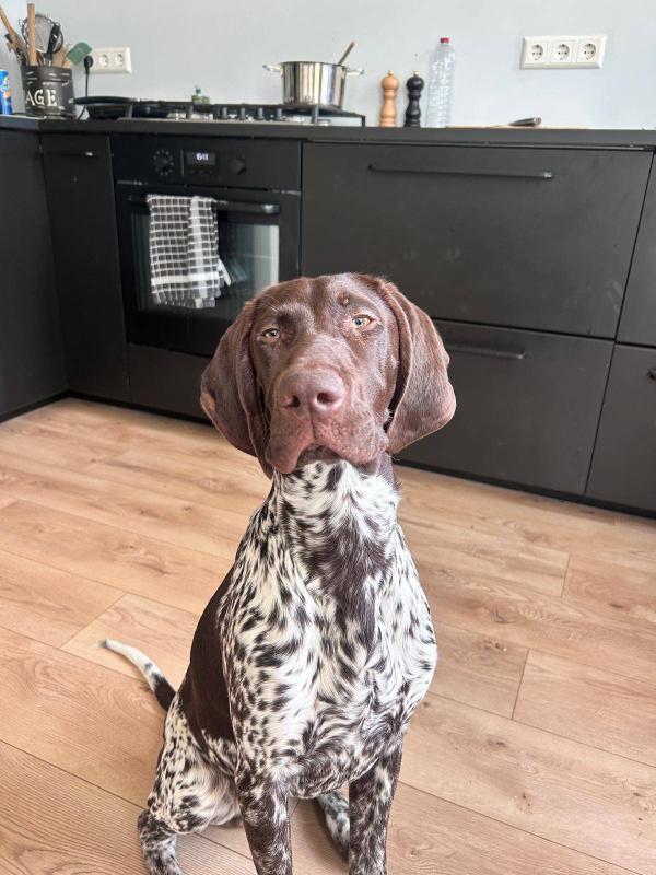 Nacho