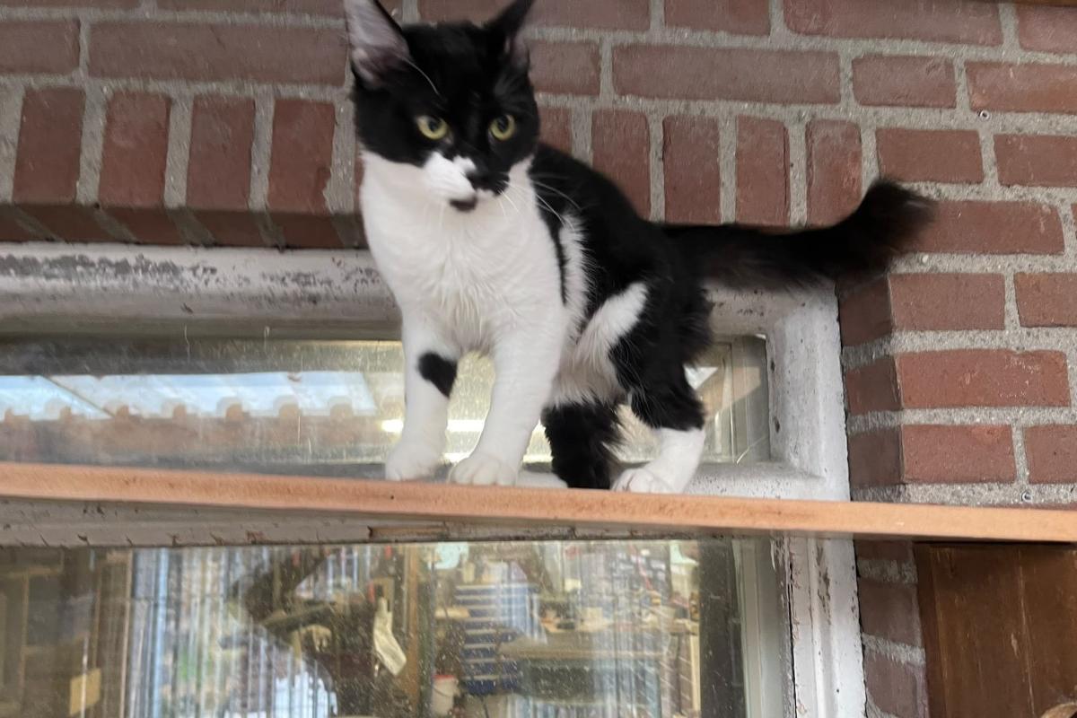 Tarzan