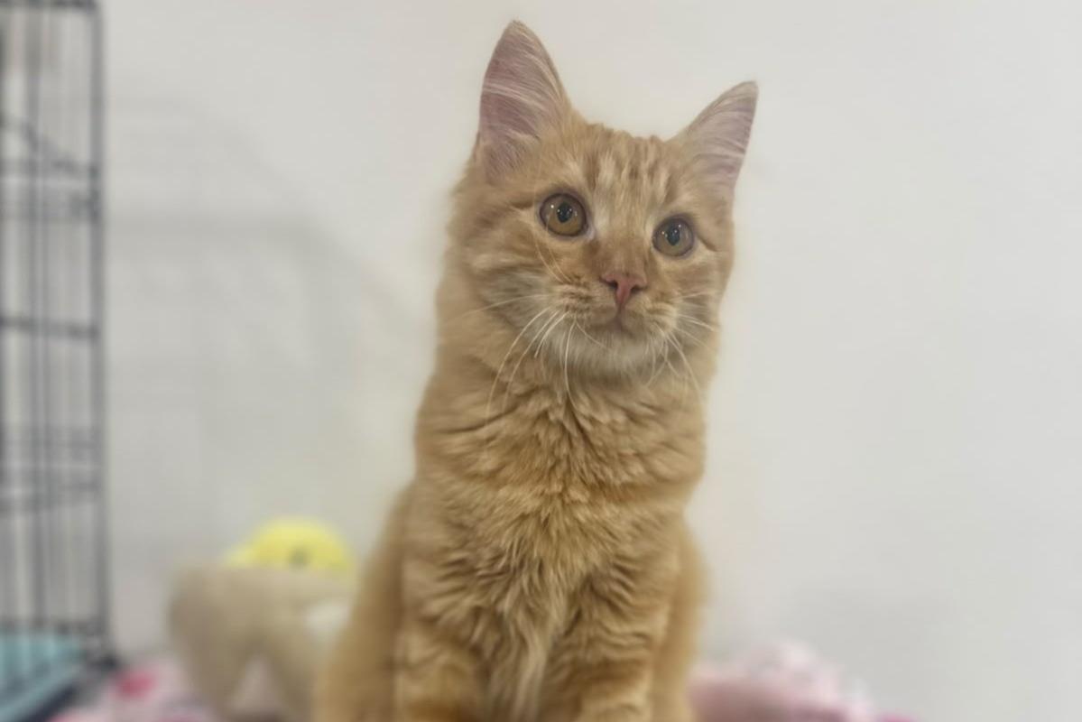 MANGO