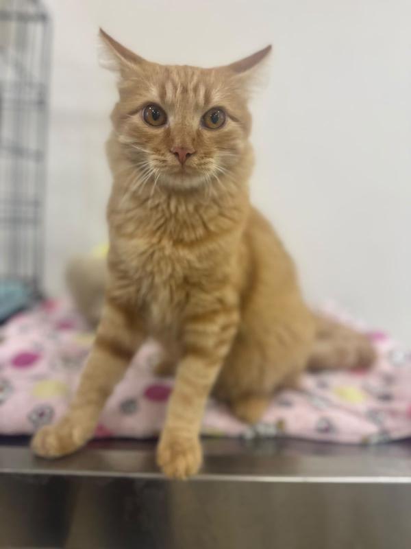 MANGO