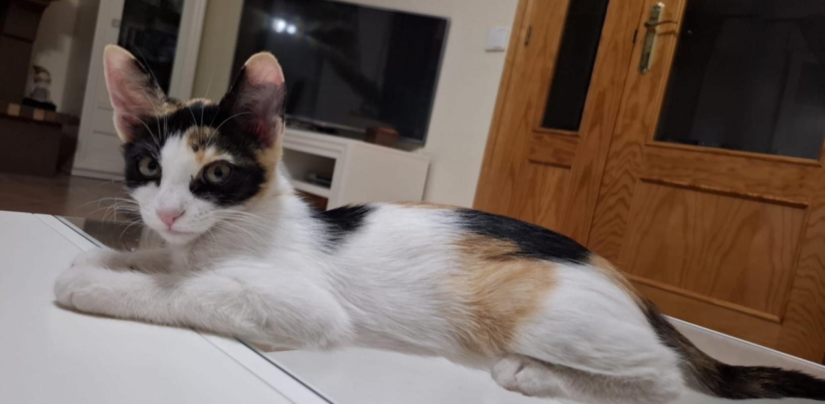 Lia
