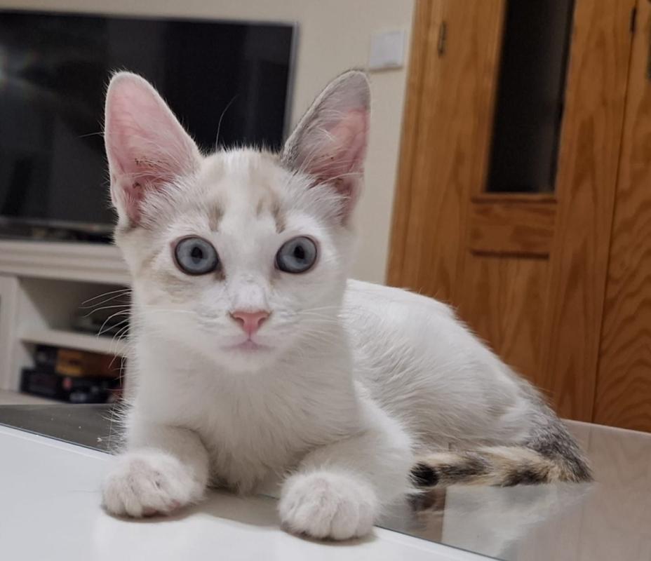 Noa