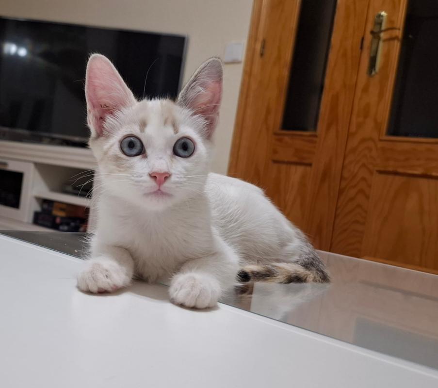 Noa