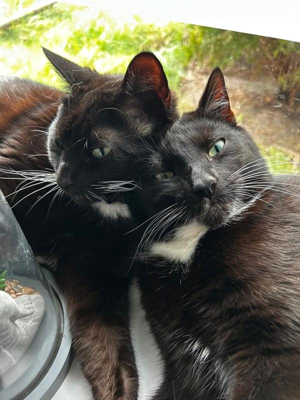 Kitkat