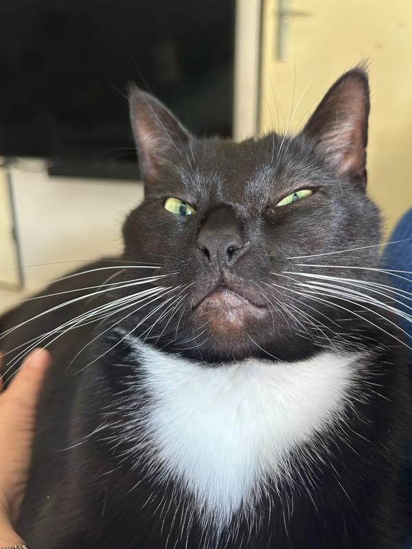 Kitkat