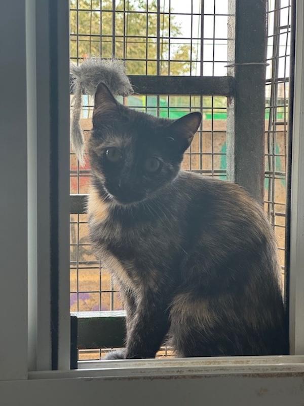 Arbora