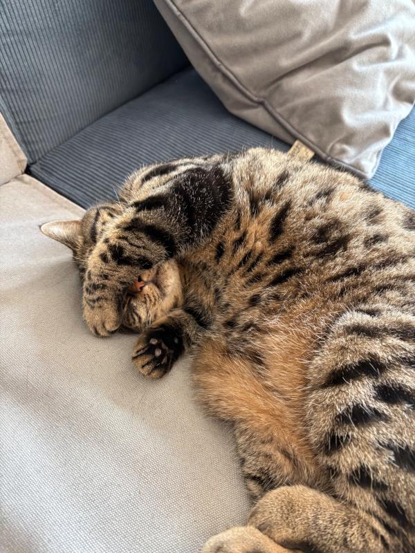 Pip