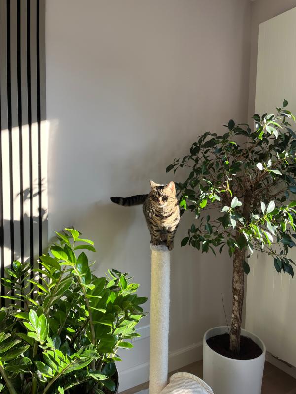 Pip
