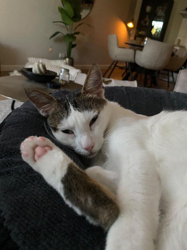Harvey