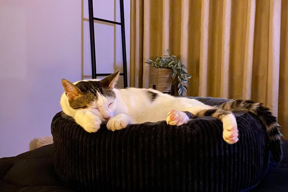 Harvey