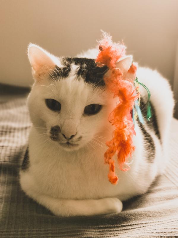 Simba