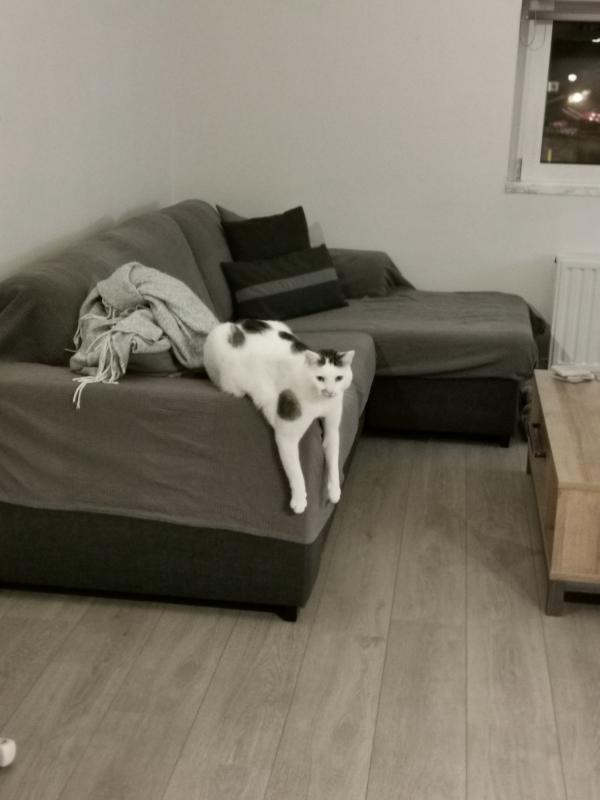 Simba