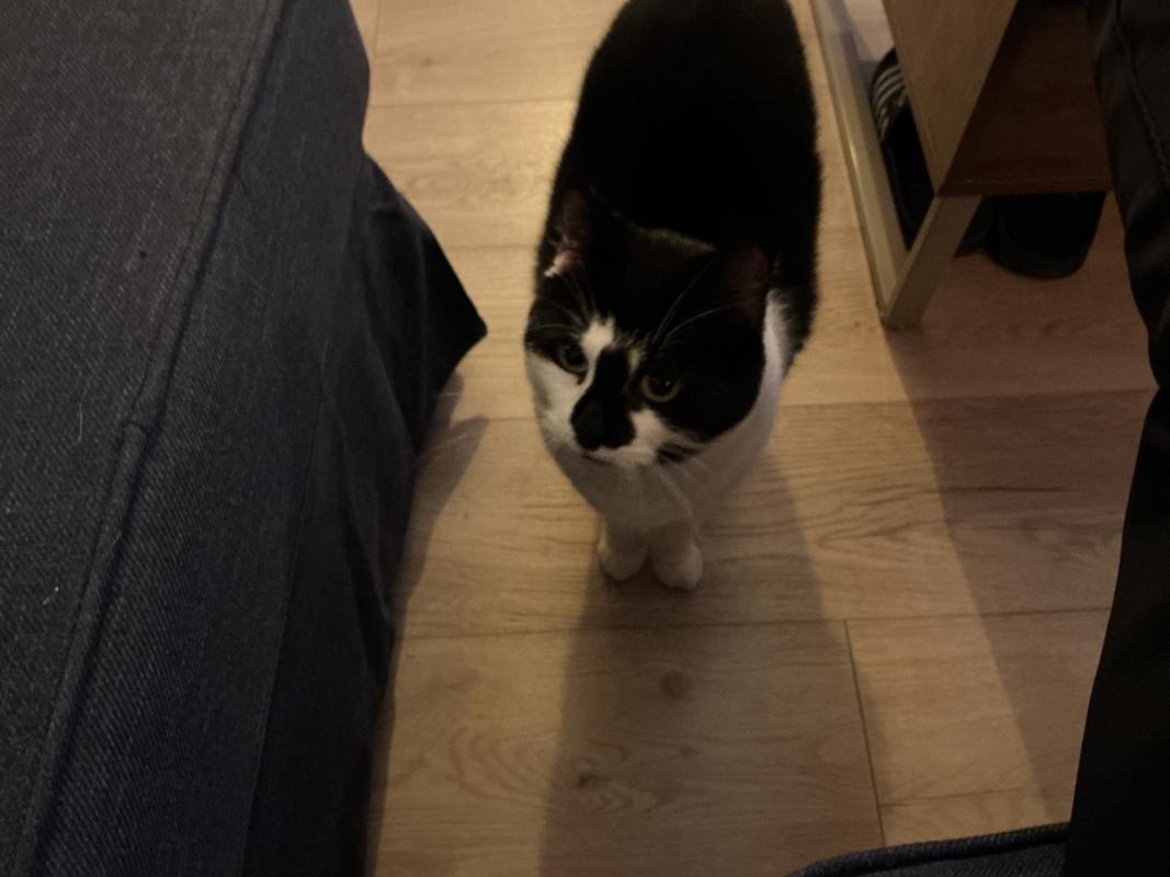 Freddie