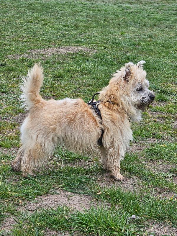Lupo