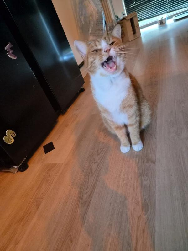 Snorrie