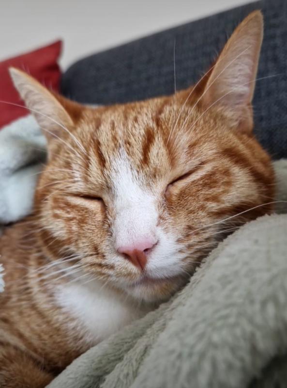 Snorrie