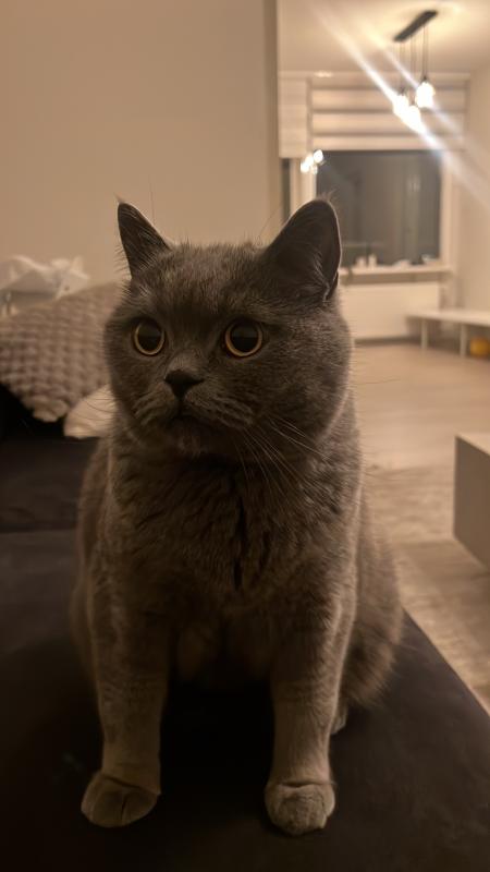 Pati