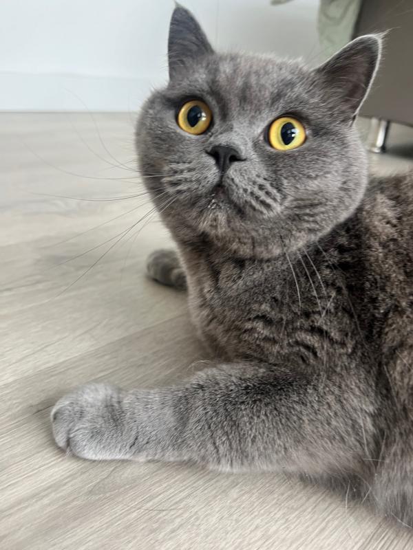 Pati