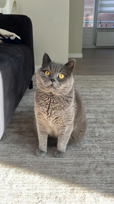 Pati