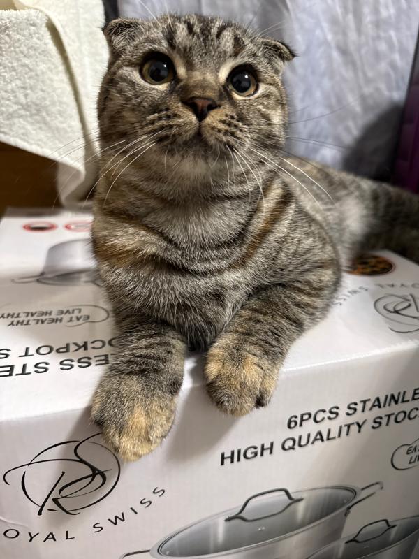 Lara